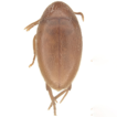 Parvapila lyncispinnae new genus and ...