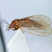 The Psyllinae (Hemiptera, Psyllidae) ...