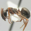 Ants of Kamchatka: checklist, DNA-barcoding ...