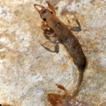 Updated checklist of mayflies from northeastern ...