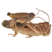 Observation of a cross-subfamily male-male ...