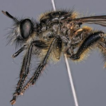 The enigmatic robber fly Choerades mouchai ...