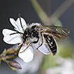 Hidden diversity in European bees: Andrena ...